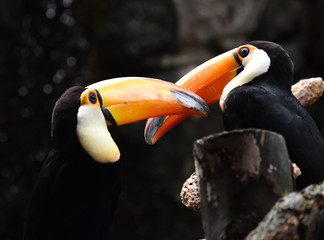tucan