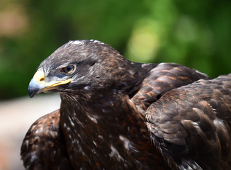 cabeza de aguila