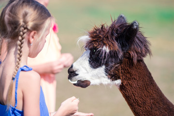 Charming little girl is playing with cute alpaca in the park © travnikovstudio