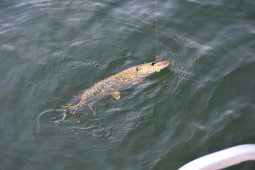 Caught A Pike