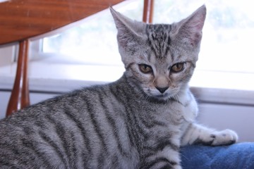 BROWN TABBY KITTEN