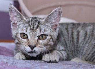 BROWN TABBY KITTEN