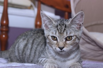 BROWN TABBY KITTEN