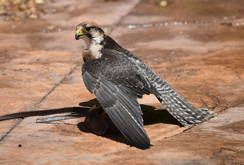 halcon peregino