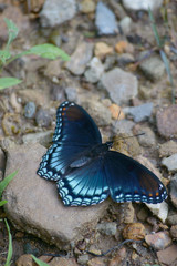 Fresh from it's cocoon, this newly minted butterfly (blue morphos) prepares for it's first flight.
