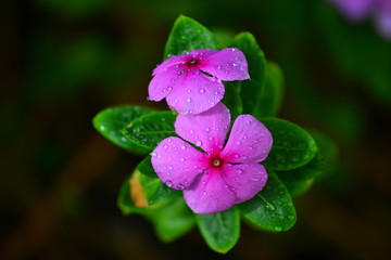 Flor morada después de la lluvia