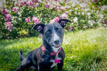 Obraz premium Happy small back dog sitting on grass in garden.