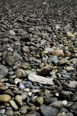 pebble beach