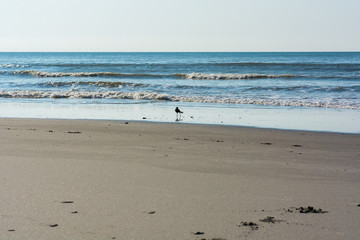 A bird searches the beach for an easy meal.