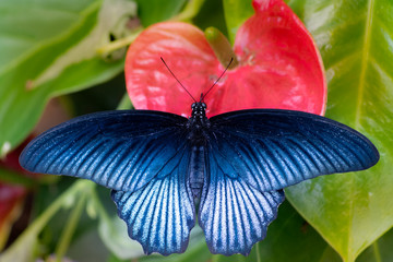 blue butterfly