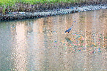 A lone heron walks in the wateway