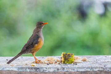 Bird Waiting for Food
