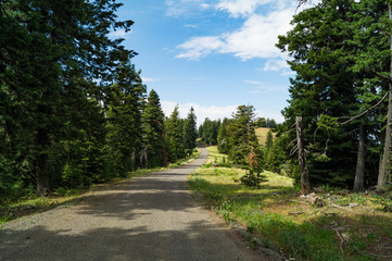 Wildflowers on a rural dirt road in the Wallowa-Whitman National Forest