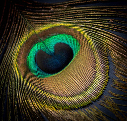 Naklejka premium eye of the feather