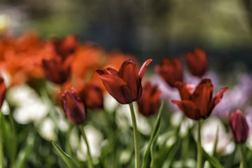 Obraz premium Tulips are beautiful