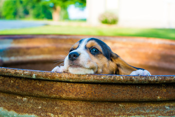 A baby beagle peers over a ledge