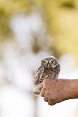 Ein Steinkauz sitzt auf der Hand eines Vogelschützers