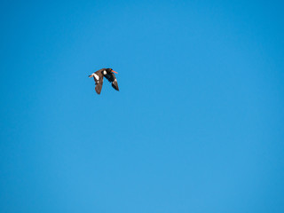 American Oystercatcher