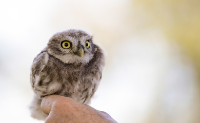 Ein Steinkauz sitzt auf der Hand eines Vogelschützers