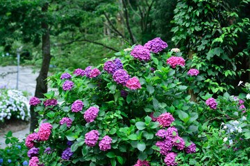 宝八幡宮の紫陽花