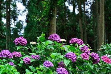 宝八幡宮の紫陽花