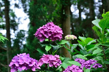 宝八幡宮の紫陽花