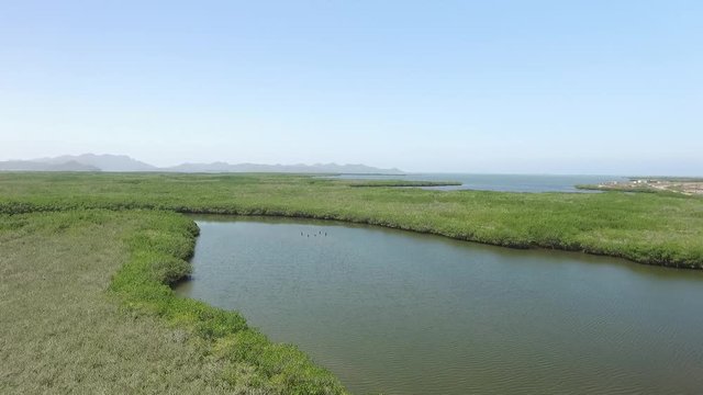 Manglares playa El Maviri