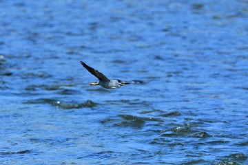 水面をバックに飛ぶササゴイ