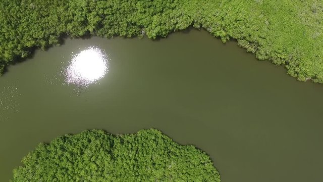 Manglares playa El Maviri