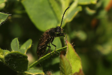 Beetle on the leaf