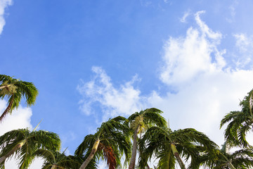 Fototapeta premium Guam blue sky Street