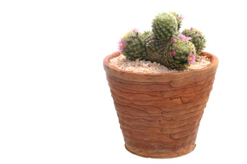 Cactus in a pot isolated on white background.