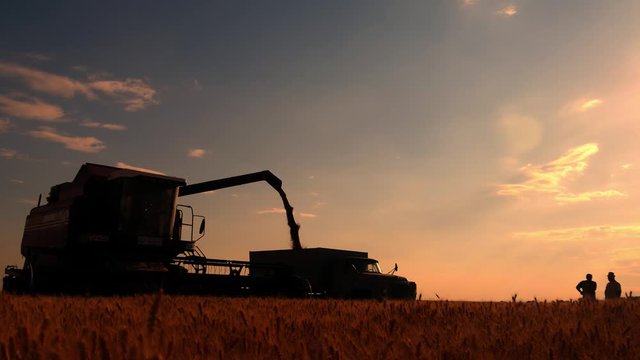 Harvester combine pours the grain into the truck on the field. Threshing machine pouring the just harvested wheat into a silo.