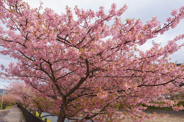 静岡県 河津桜まつり Kawazusakura matsuri