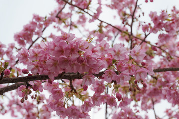 Obraz premium 静岡県 河津桜まつり Kawazusakura matsuri