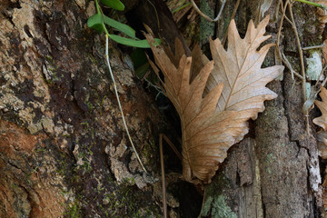 Ferns on the branches.