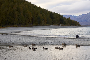 The lake and the birds