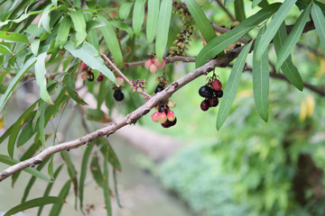 Jambolan plum in the garden