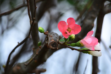 Japanese Quince