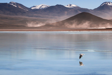 LAGUNA SALAR DE UYUNI