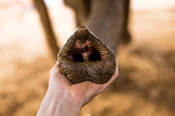 elephant trunk