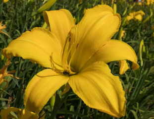 Yellow Daylily Closeup