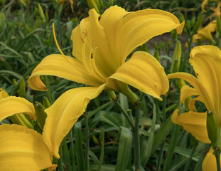 Yellow Daylily Closeup
