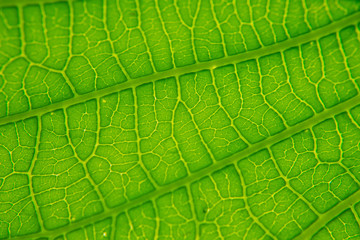 Green leaves natural background wallpaper, leaf texture,