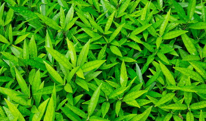 Green leaves natural background wallpaper, leaf texture,