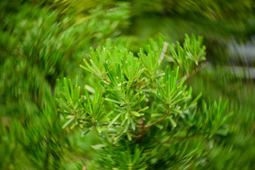 Green leaves natural background wallpaper, leaf texture,