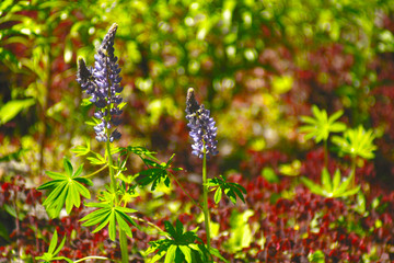 The flowers in the field
