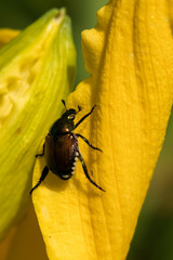 Japanese beetle sitting on yellow Daylily closeup