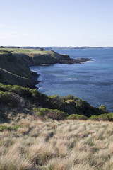 Phillip Island Landscape with cattle