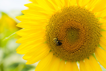 Obraz premium A bee polinates on a sunflower